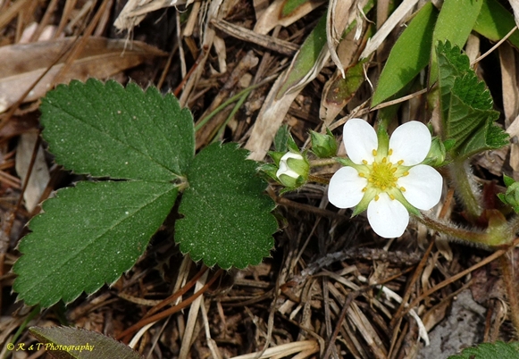 {Fragaria virginiana}